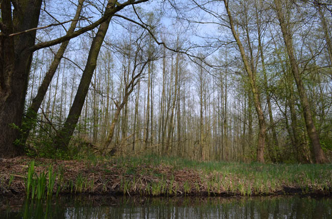 Anpaddeln im Spreewald - 2014_(65)