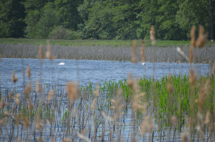 32.Luebbenauer-Spreewald-Rundfahrt_(142)