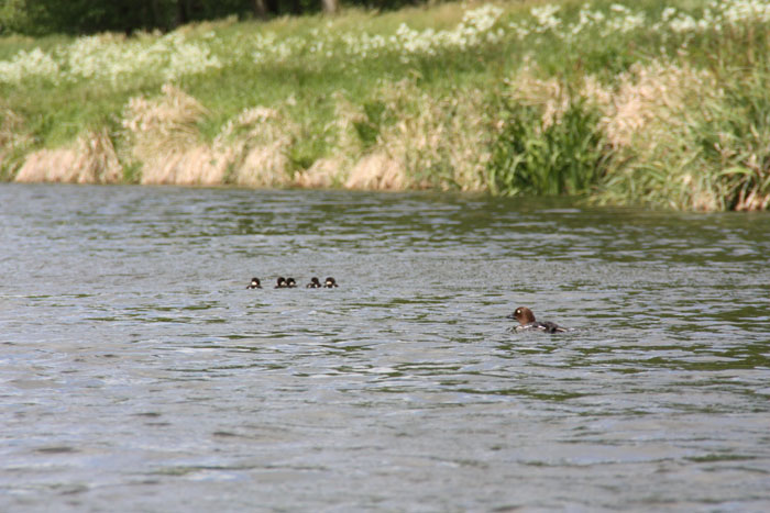 32.Luebbenauer-Spreewald-Rundfahrt_(201)